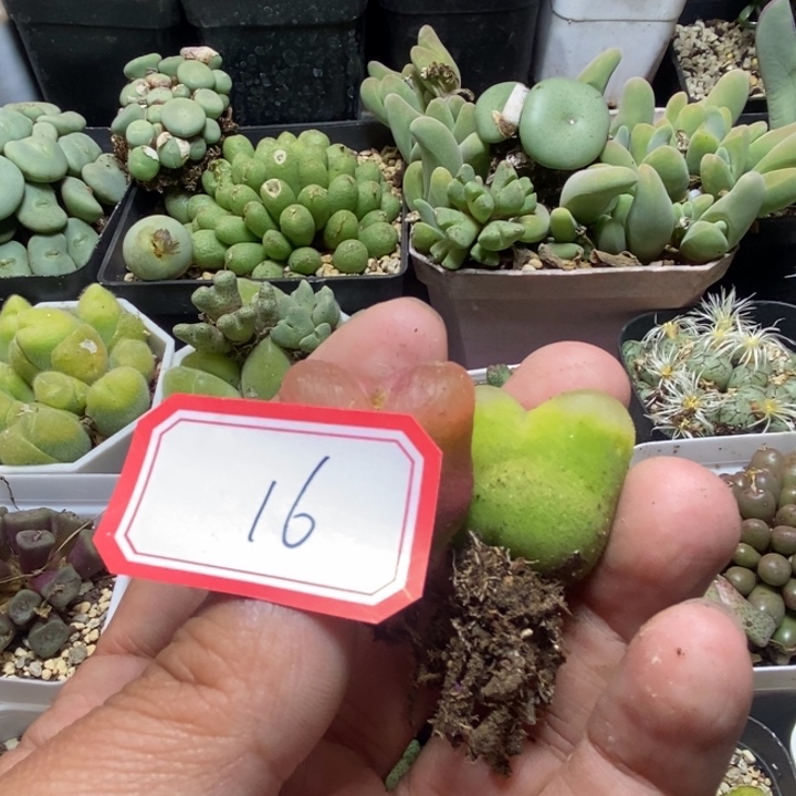 欢***猫23566556666666666999