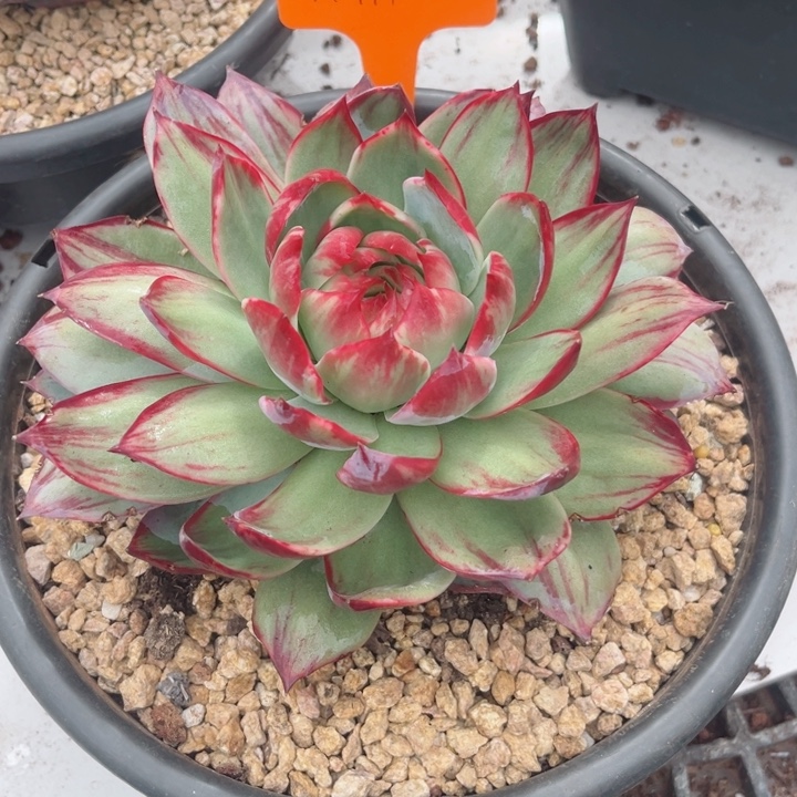 吉***园惊鸿仙子多肉植物A111