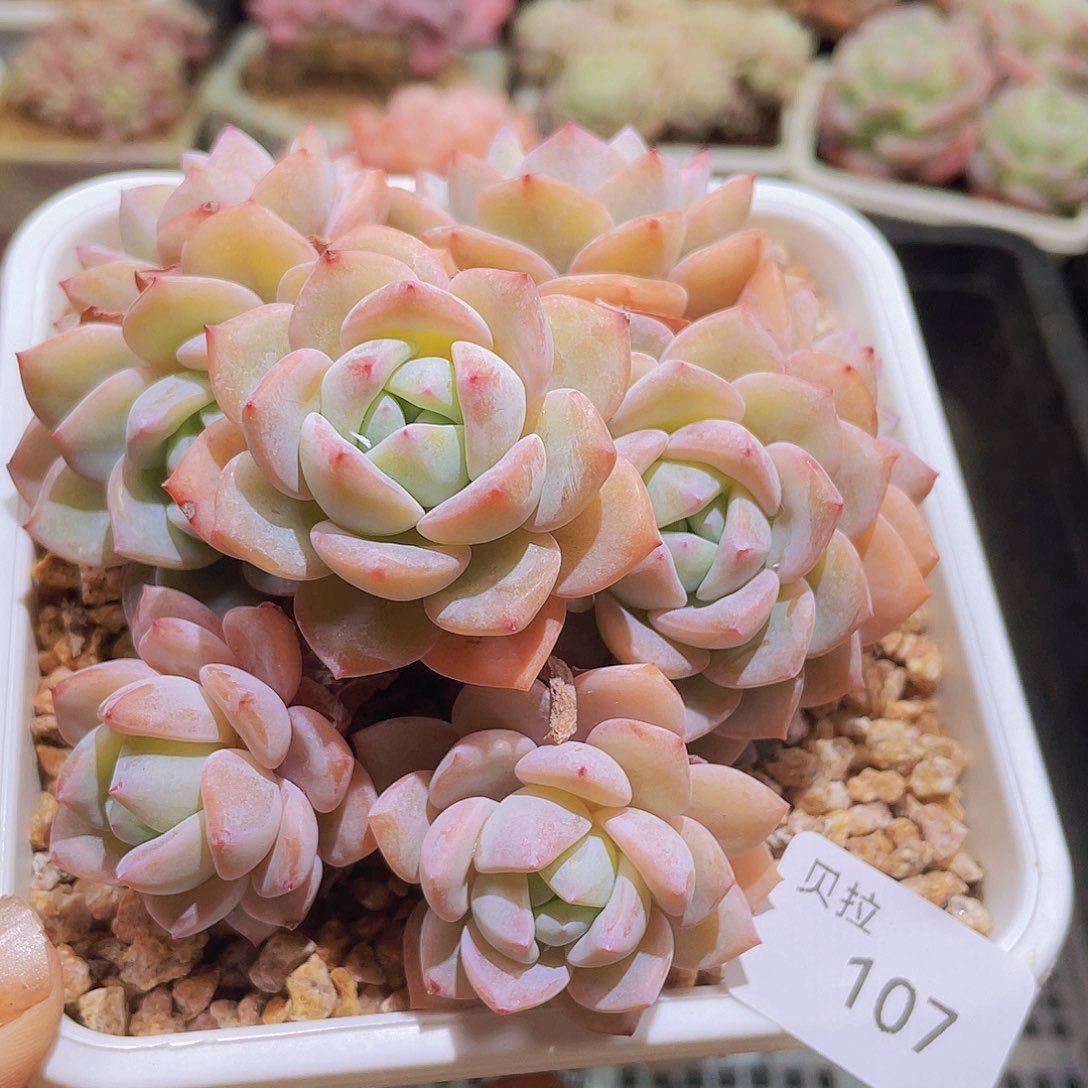 107 精品多肉一物一拍