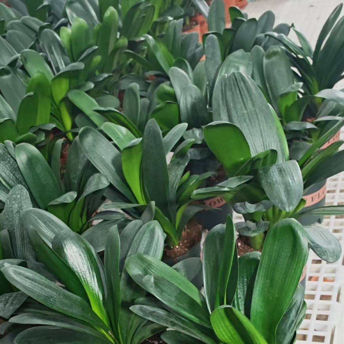 君子兰三羊开泰福利3颗栽一盆