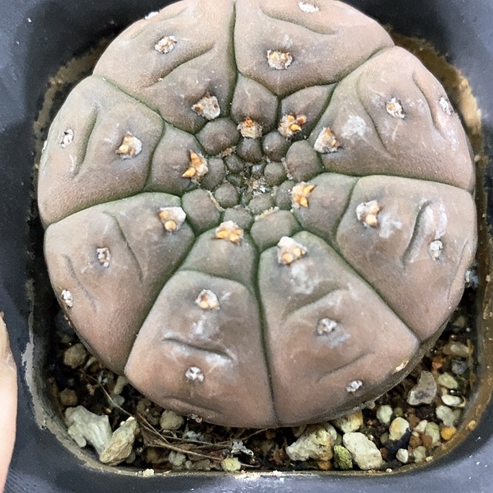 孤品实生超短刺怪龙丸5.2cm小小微瑕福利