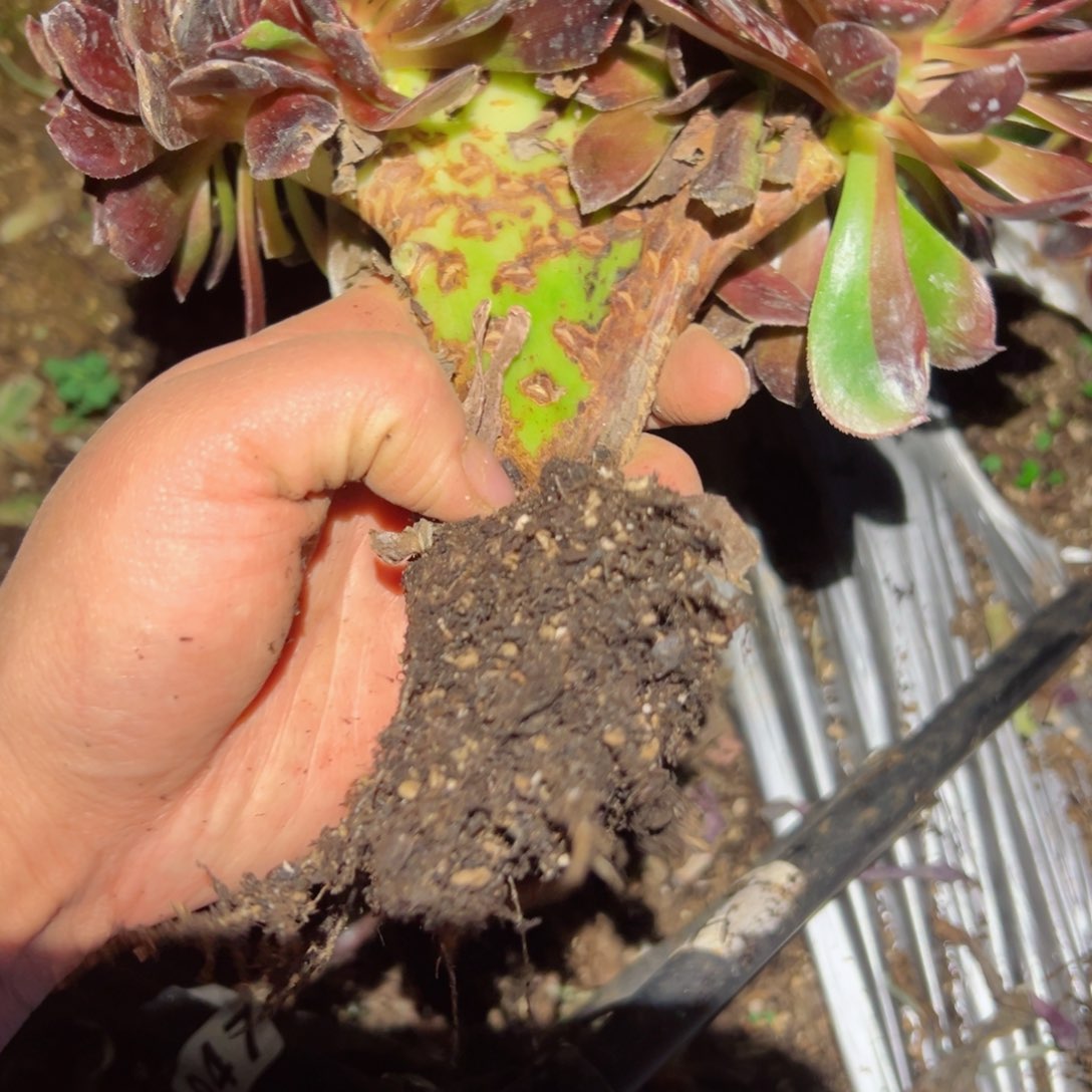 825 号多肉植物法师新年福利