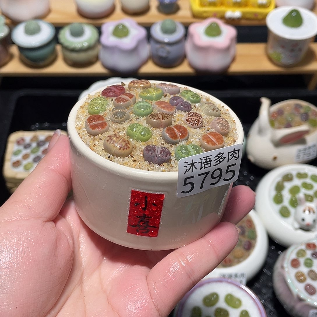 带盆土植物 一物一拍5795