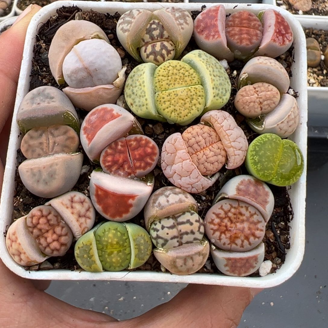 2.8好看的多肉930