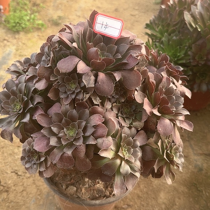多肉植物荷兰14号无售后