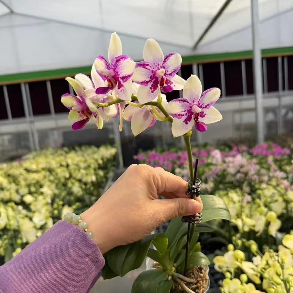 【紫钻】精品蝴蝶兰基地直发 