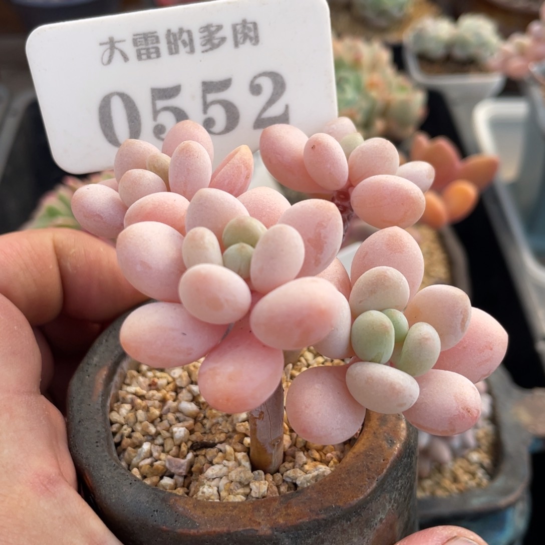 0552粉嘟嘟不带盆8厘米