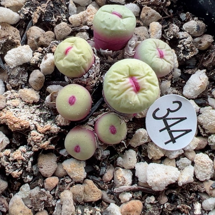 344好111111111111111