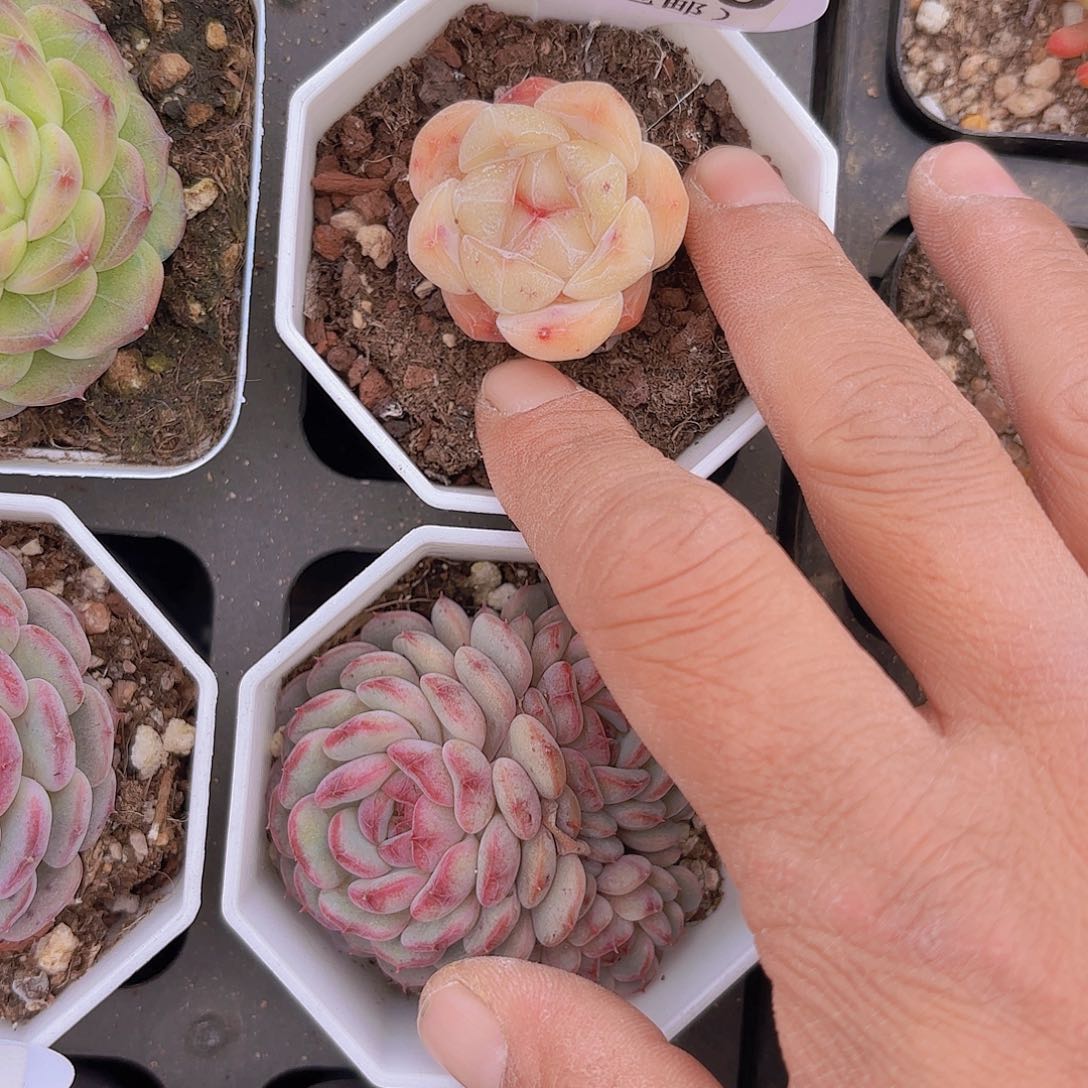 A930卡布奇诺一物一拍