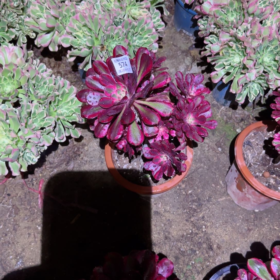 利纳法师多肉574