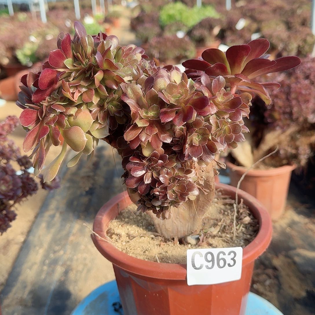 963玫瑰朵朵一颗满28包邮