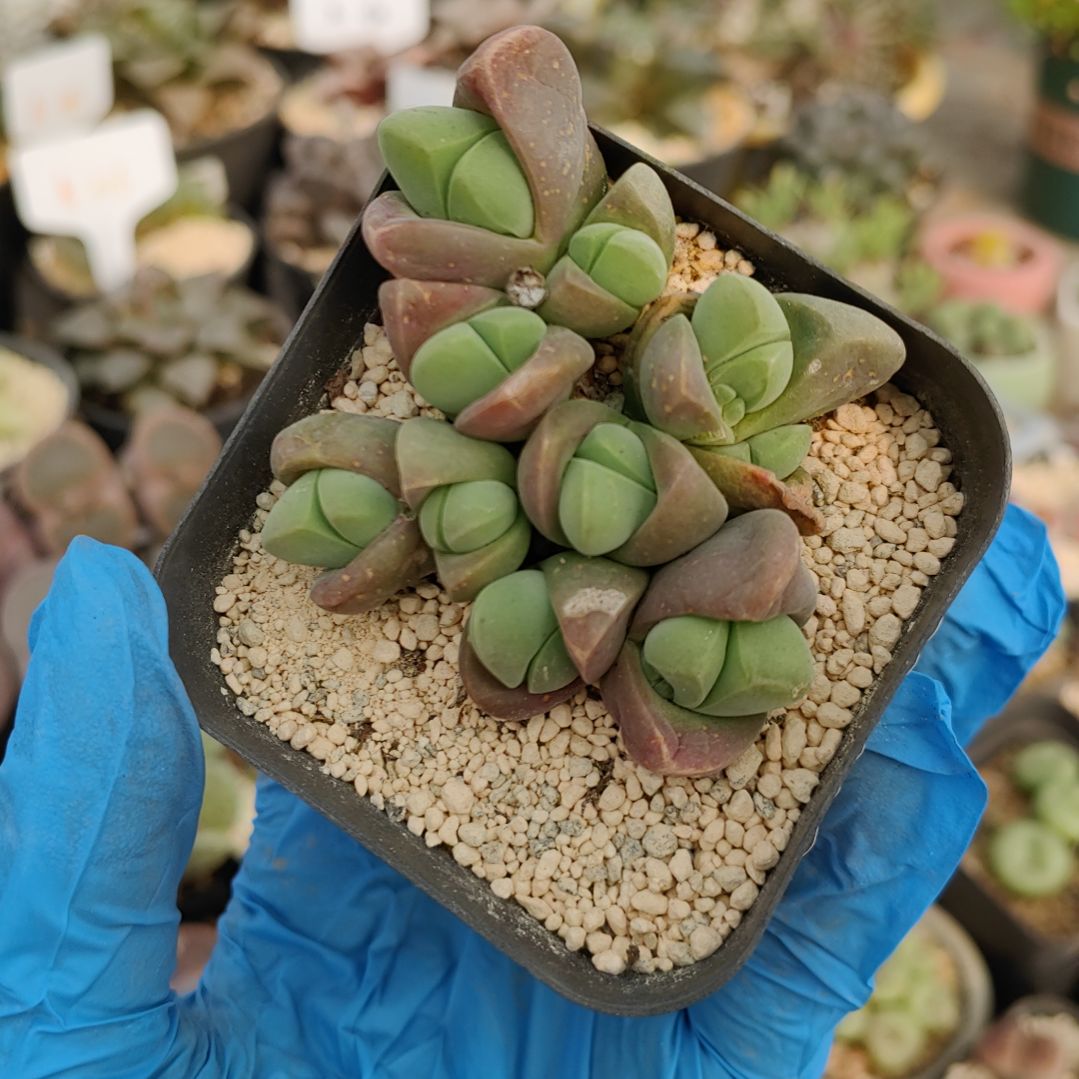 151 秋琴玉带盆土 新店特价