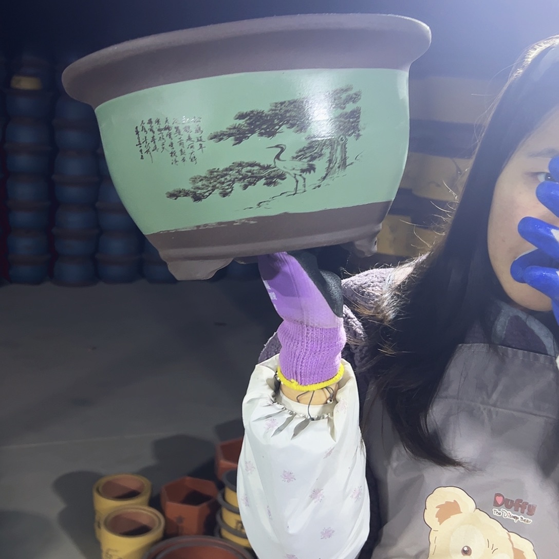 30绿色松鹤三角金钟花盆