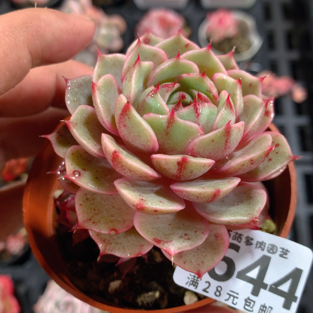 5CM拇指盆精控多肉YT644