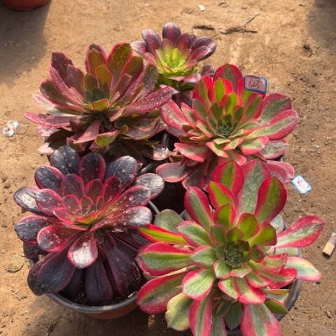 623多肉植物组合