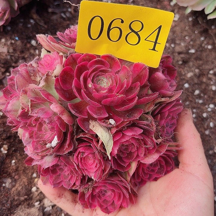多肉植物荔枝0684