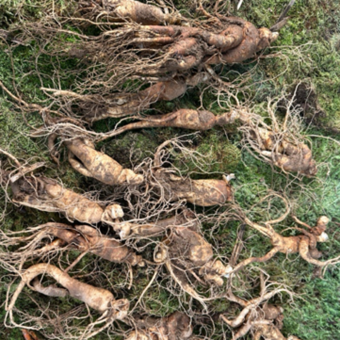 长白山8年以上新鲜林下参（瑕疵残品介意勿拍）有问题包赔包退