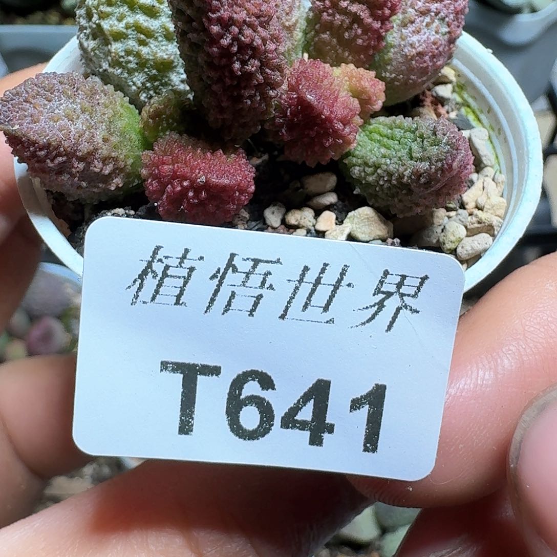 641盒多肉植物哇f f