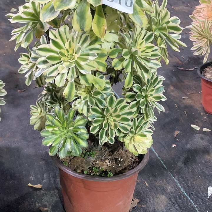 静**水多肉法师法师多肉610