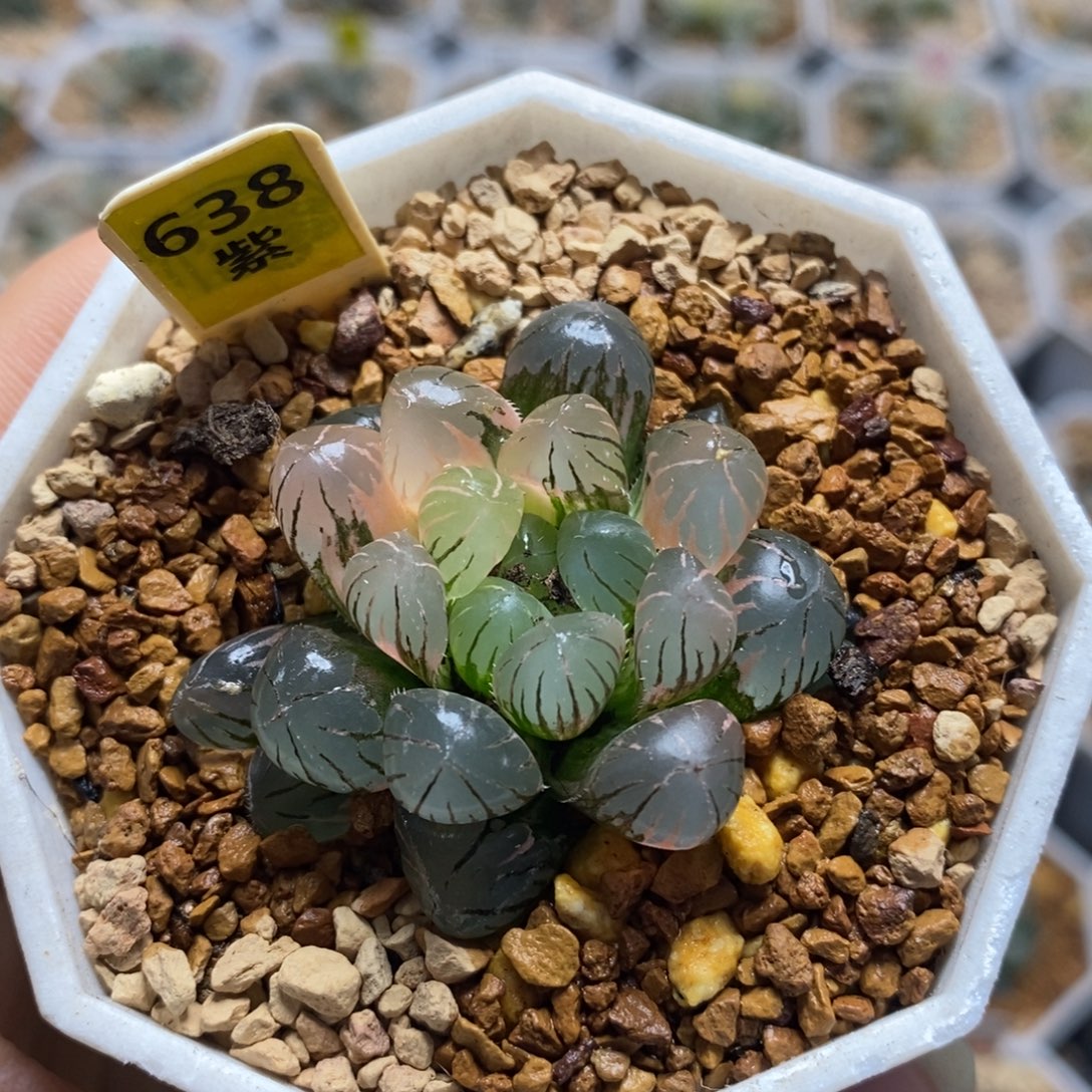 638冰灯十二卷多肉植物