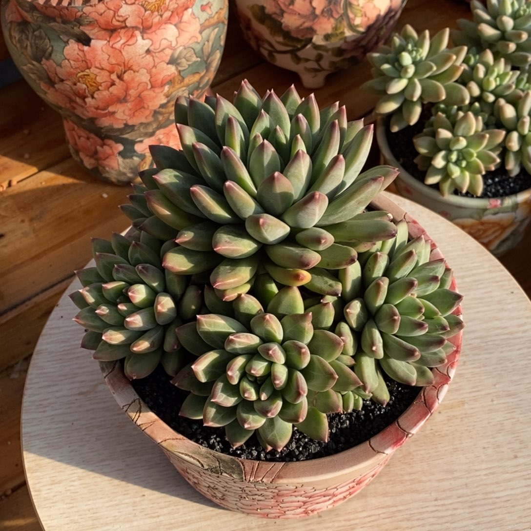 青衣美人多肉植物