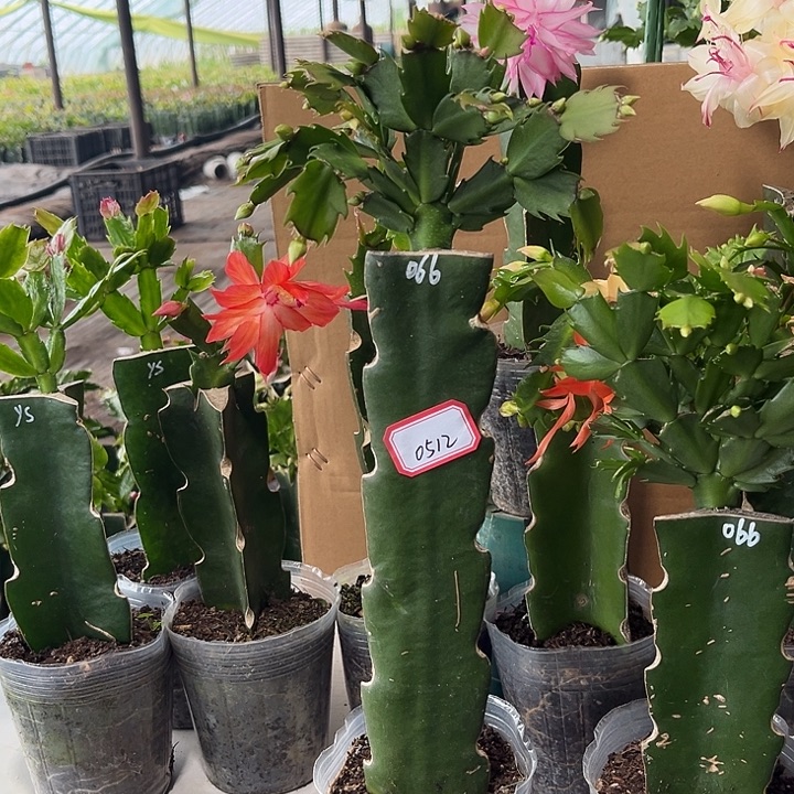 自***翔当前无花朵，栽培后可花朵066