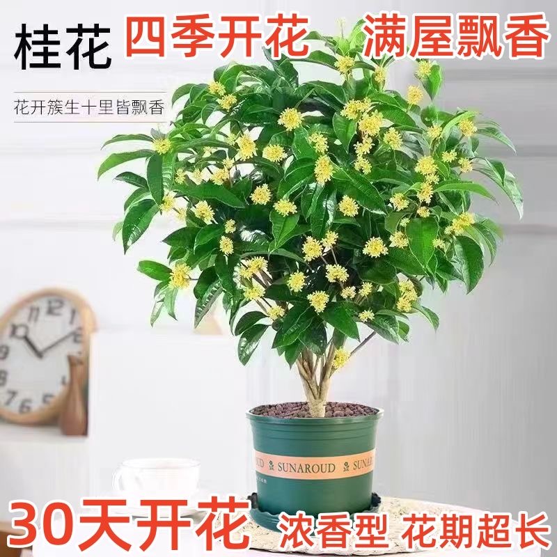 四季桂花树苗浓香型月月桂室内外绿植矮桩正宗桂花树庭院阳台盆栽