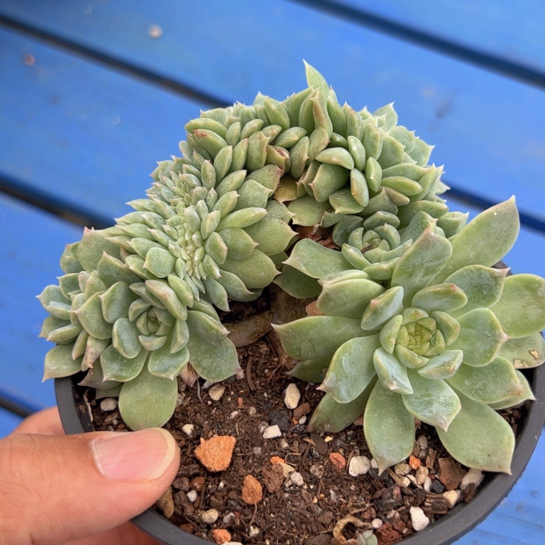 ， 新年快乐 新年快乐