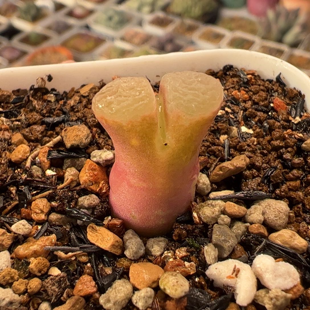 018多肉植物百科