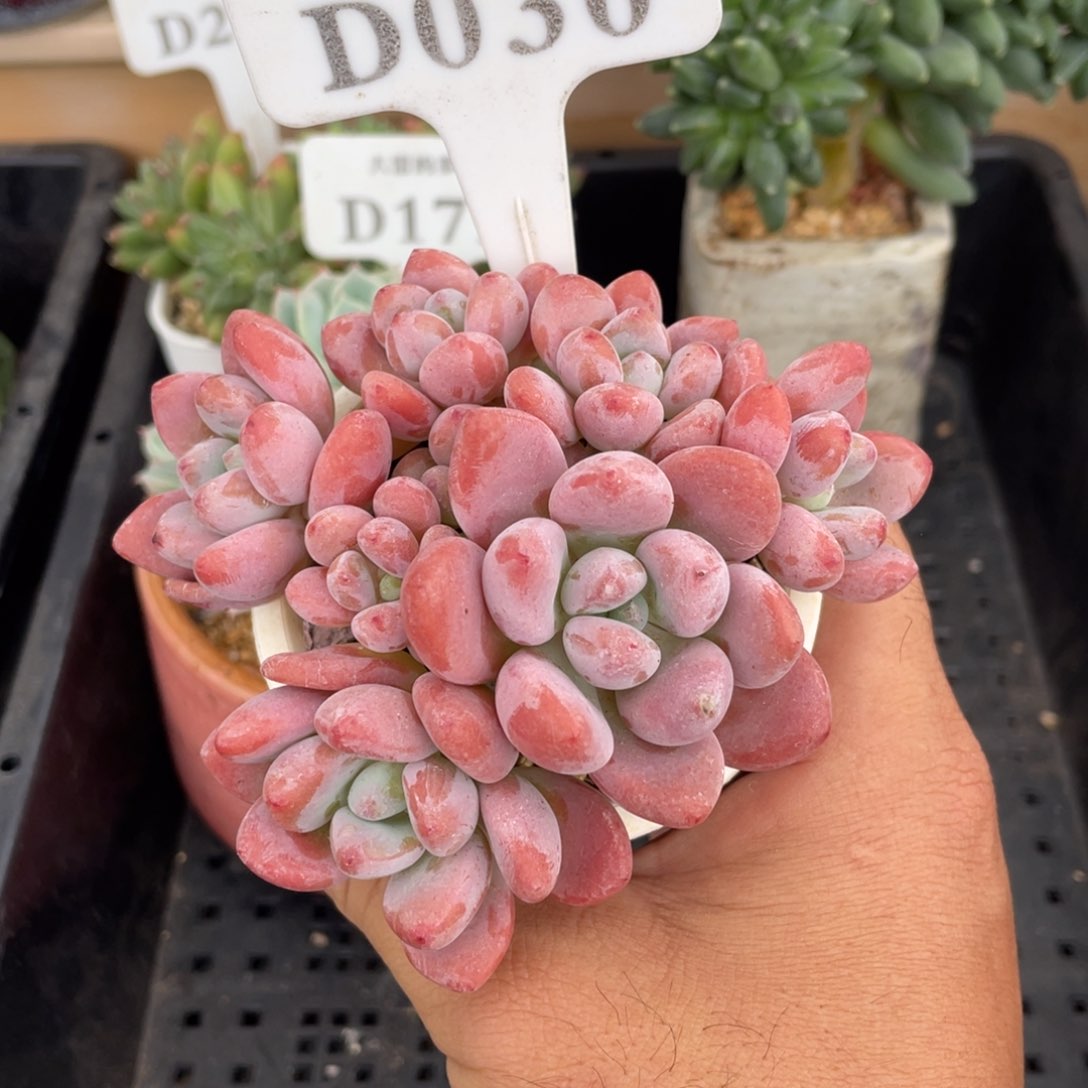 030洛神不带盆10厘米