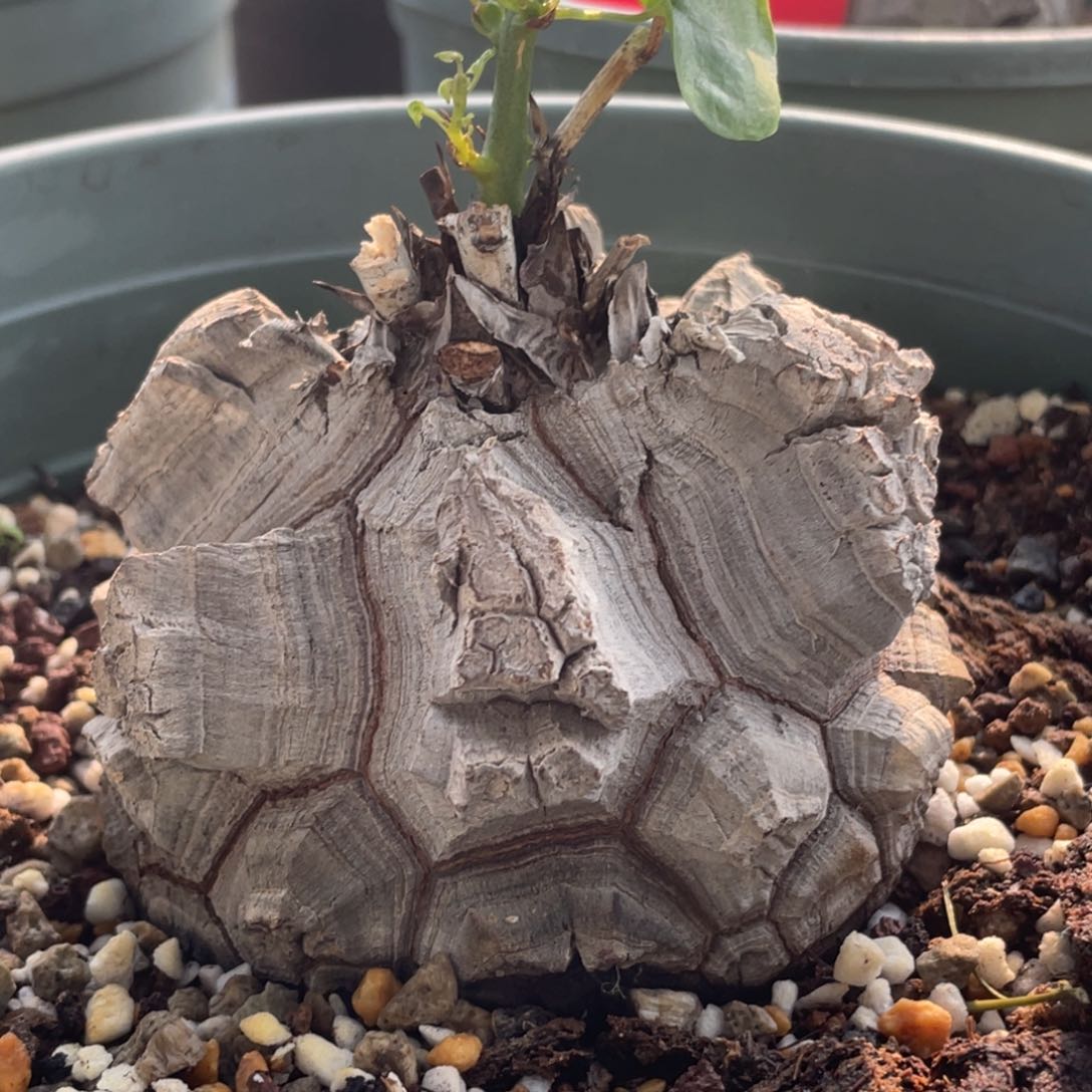 盆栽，深裂，龟甲龙