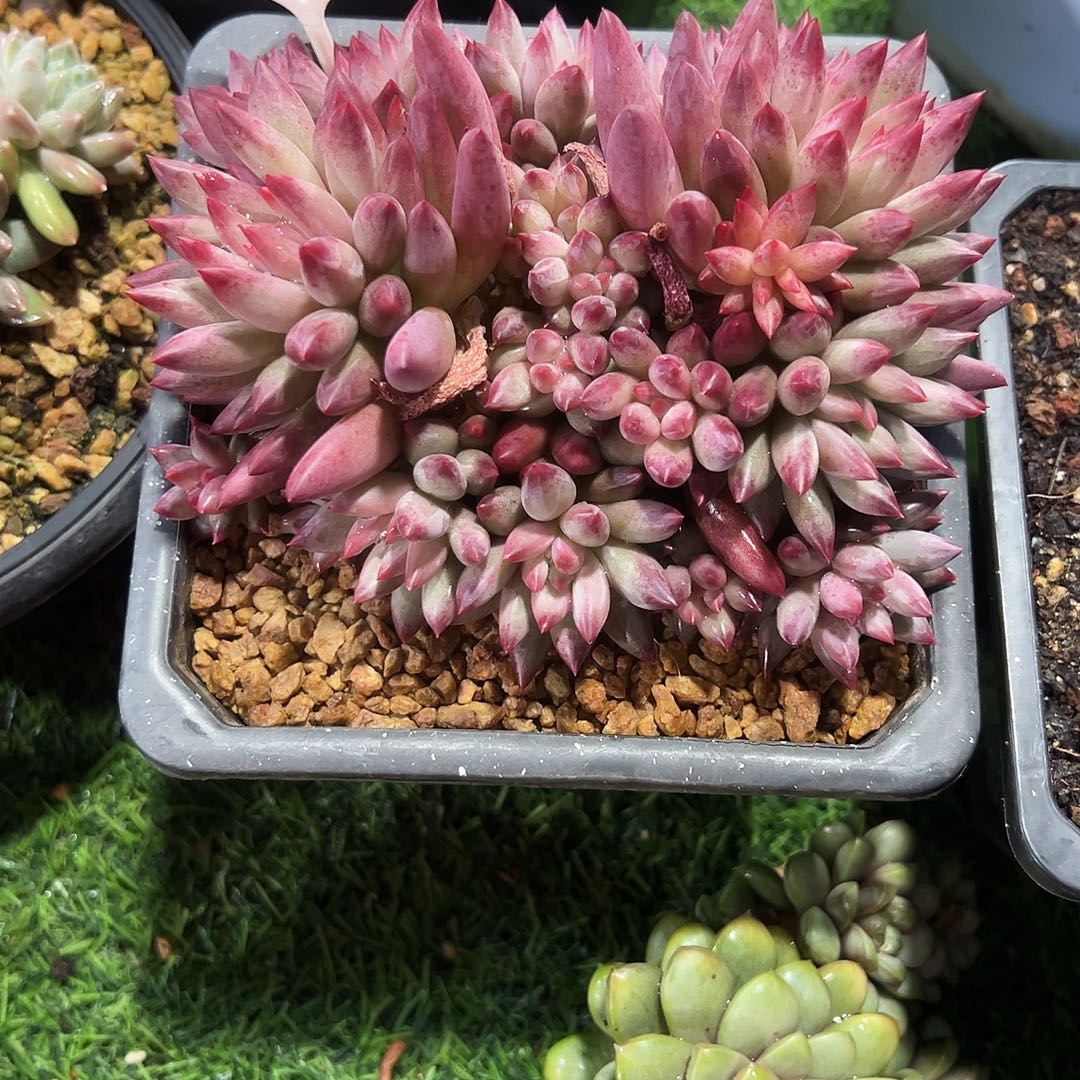 虞美人群189号多肉