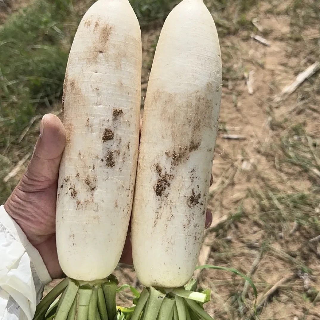贵州露天种植新鲜清甜可口老品种白萝卜