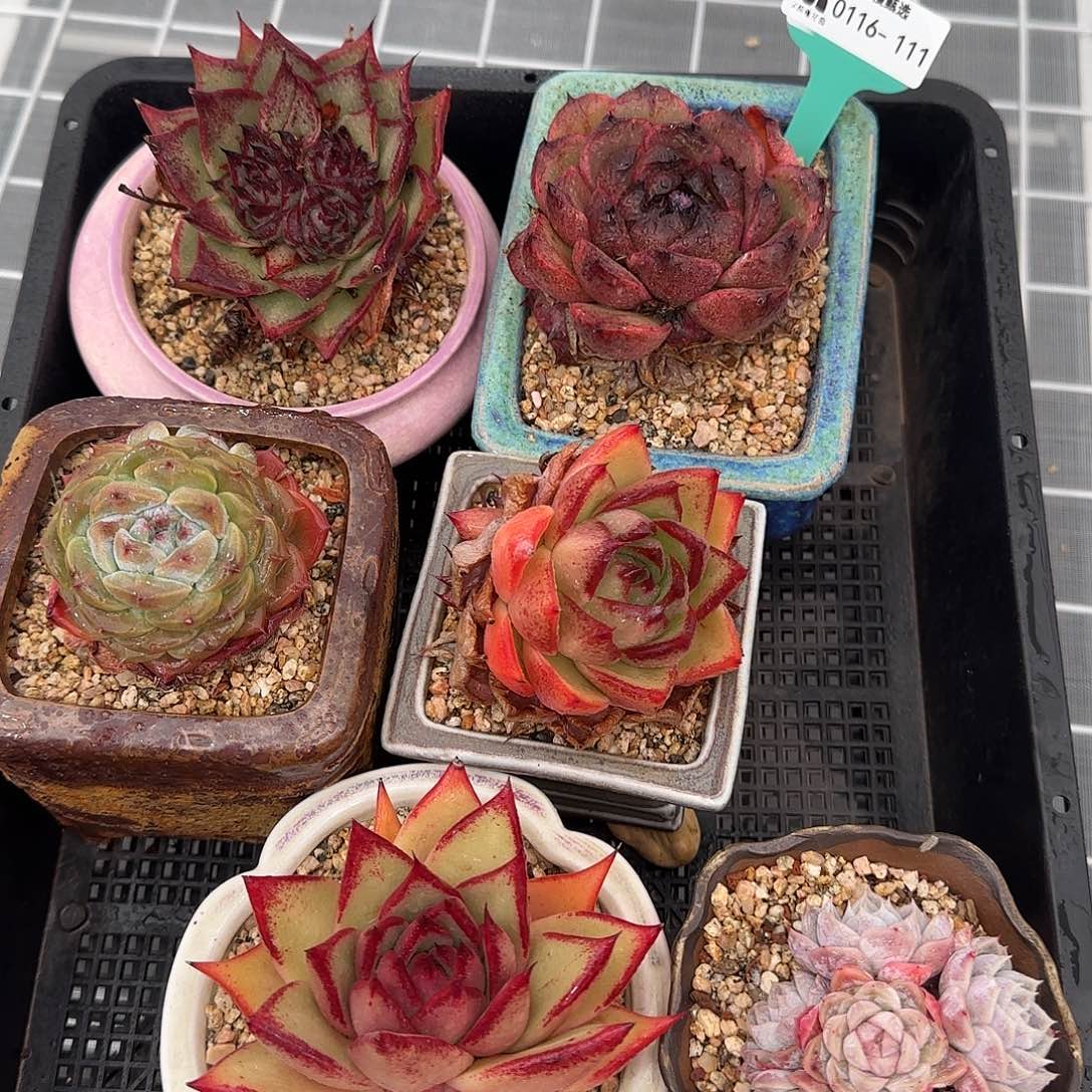 从前慢花园精选多肉编号0116-111