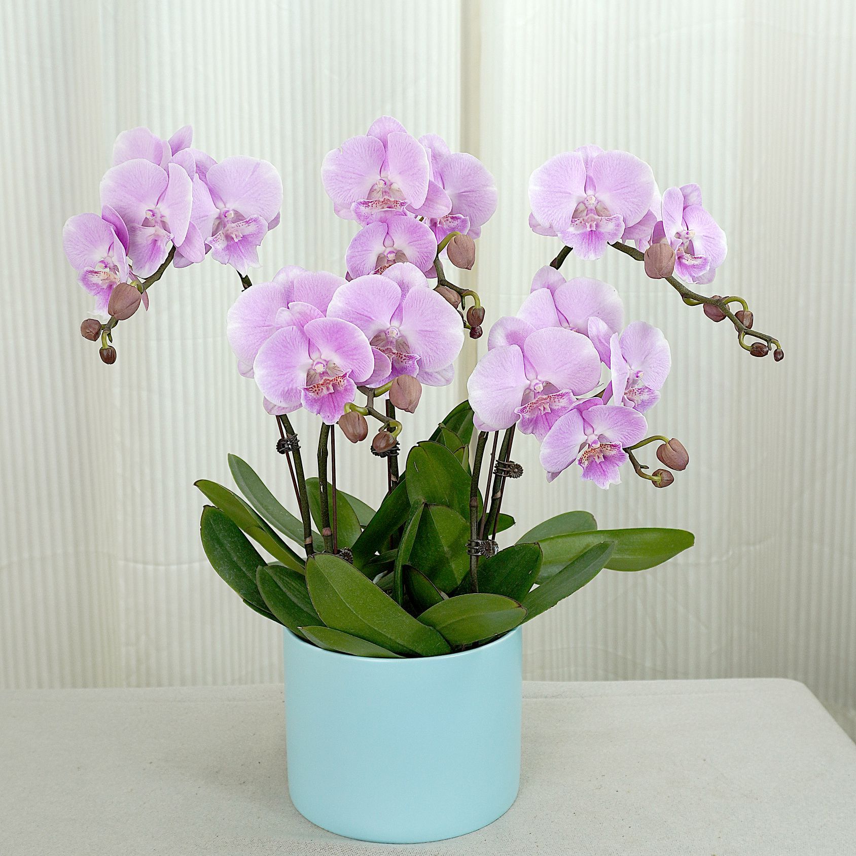 原色【浪漫天使】高端精品蝴蝶兰室内盆栽/家庭花卉/办公室桌台花