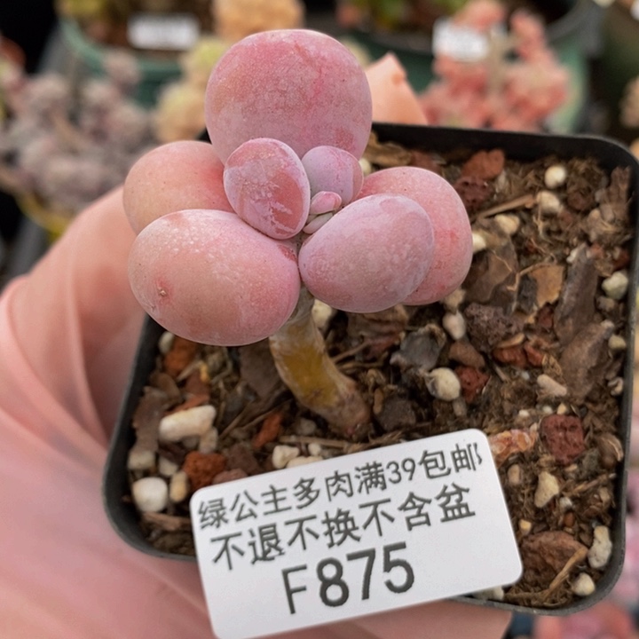 橙奶单头875多肉植物