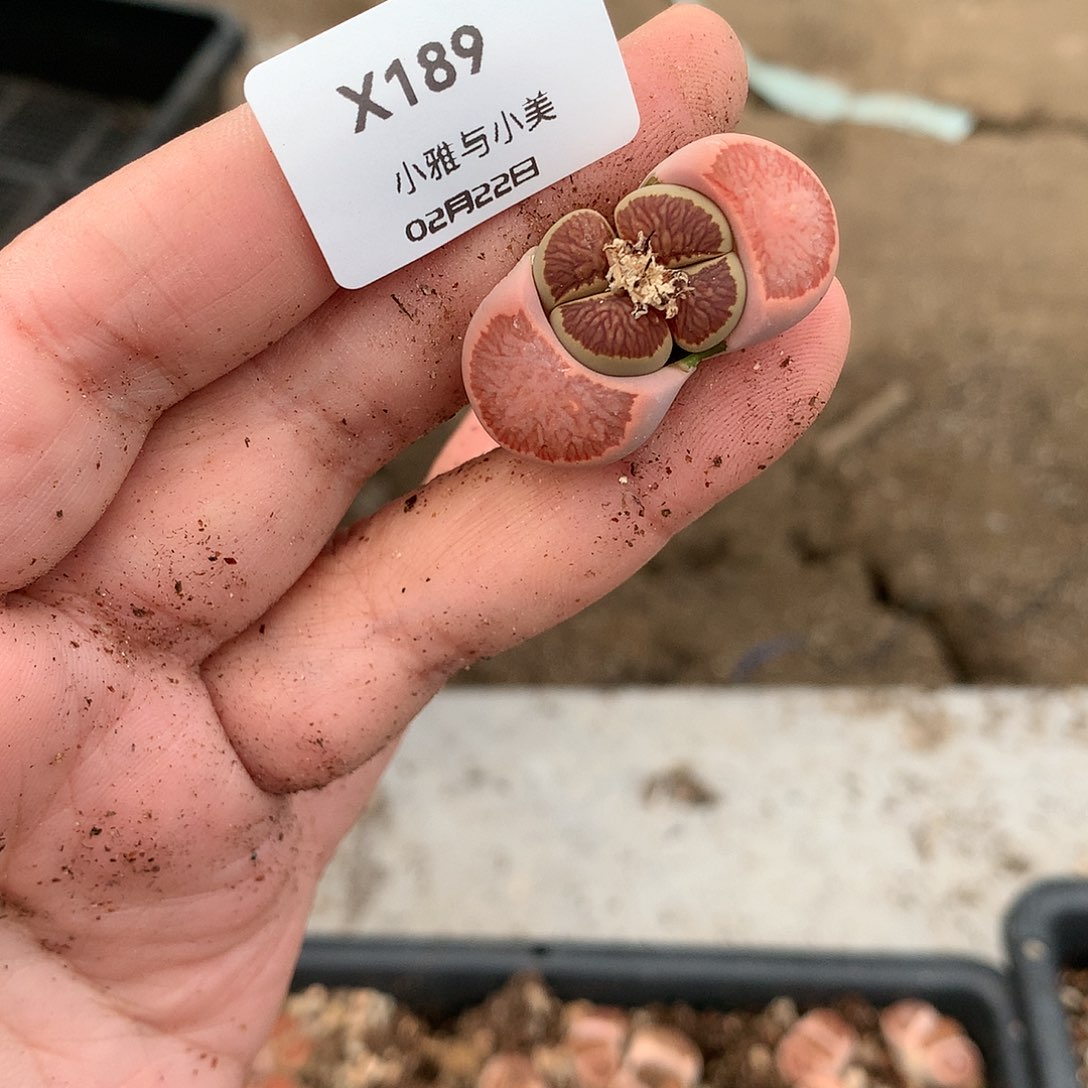 X189多肉植物保护