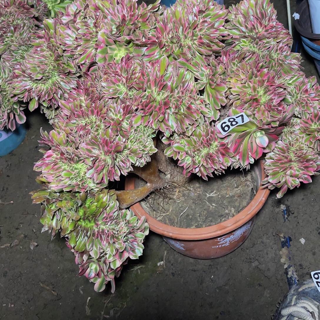 女巫法师法师15-25不包邮法师