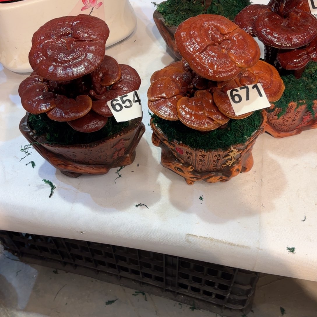 无***叔无花朵灵芝5588888888888888