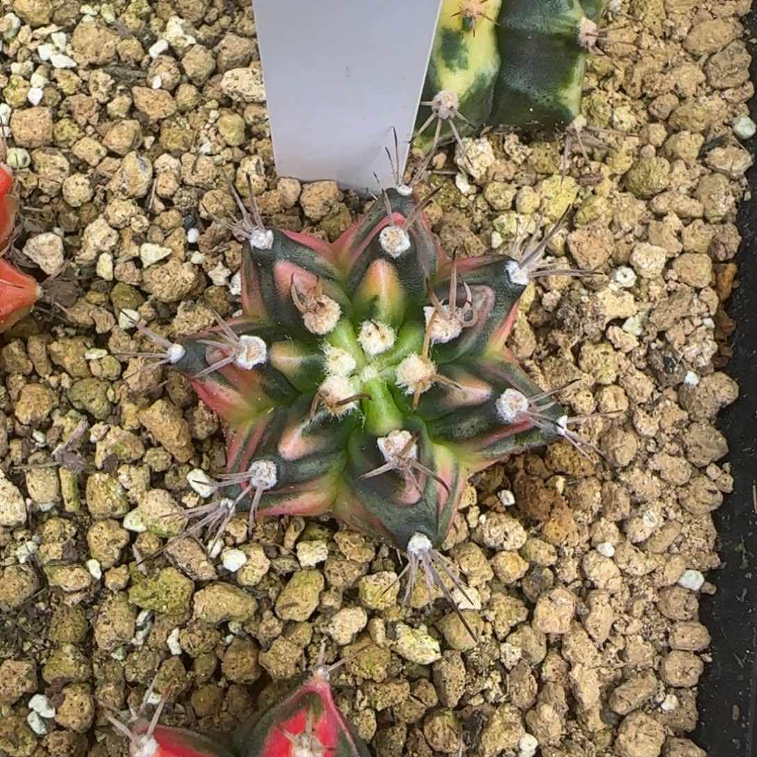 123-0113泰国发货多肉