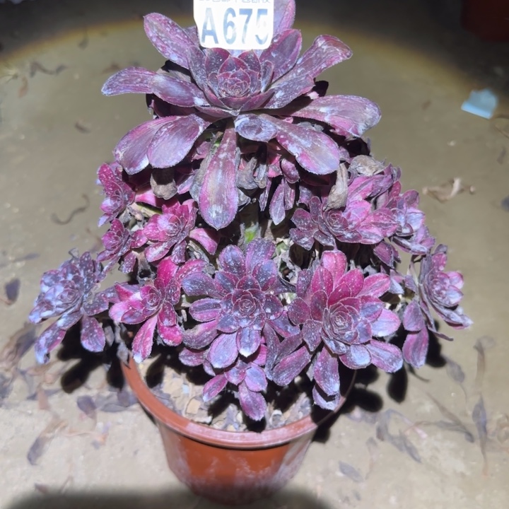 丽娜……不包断枝……多肉植物
