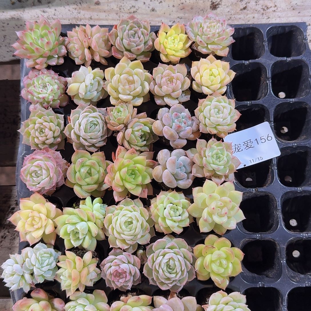 直播福利一物一拍156