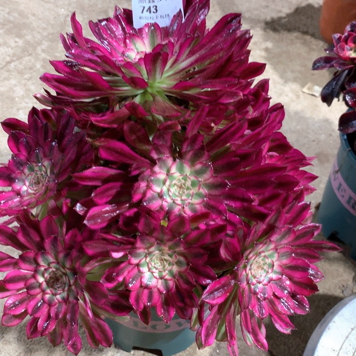 743仙墨多肉植物