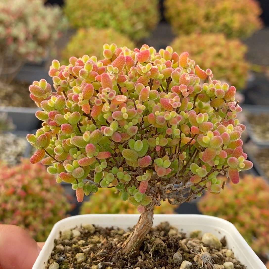 170蜜橘糖球 。      