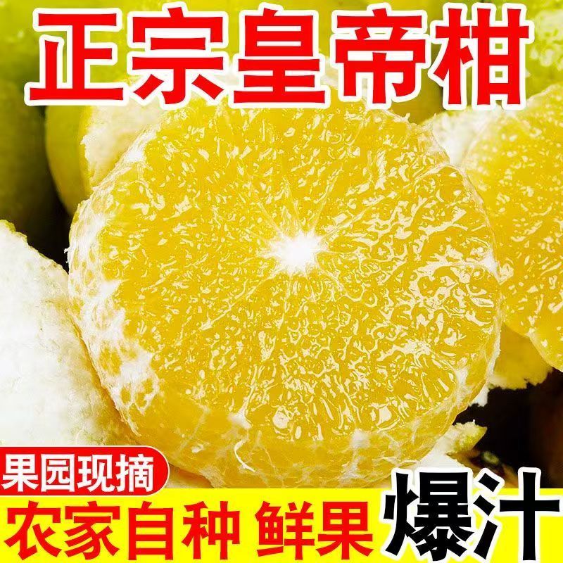 【直达】广西皇帝柑水果薄皮贡柑柑橘清甜多汁爆汁沙糖解腻当季新鲜