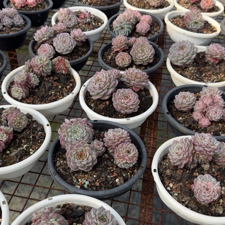 天鹅绒群（4头）不包整多肉植物