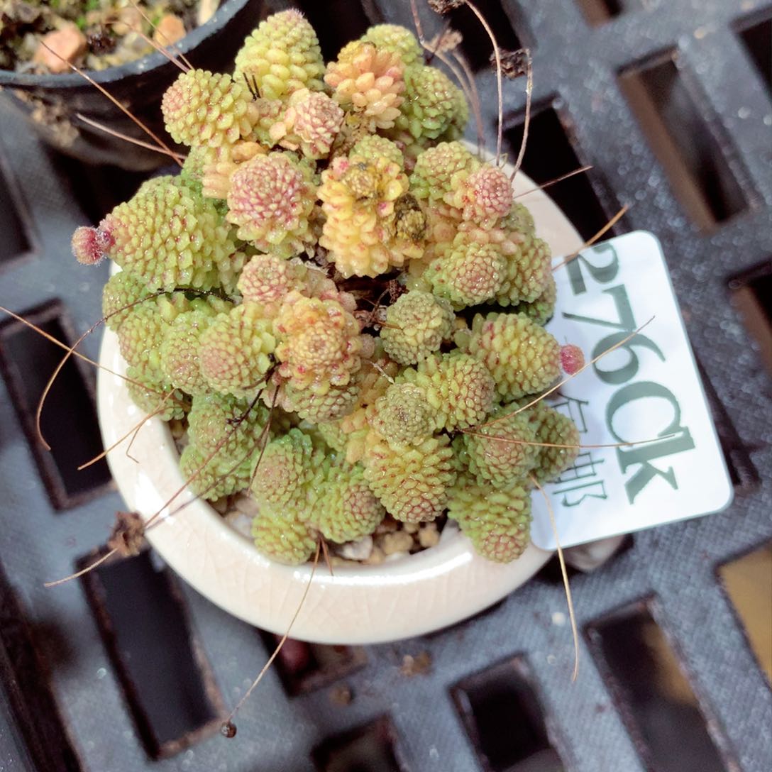 5厘米盆精控多肉276