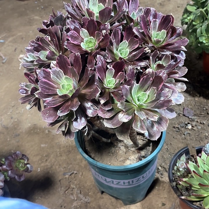 多肉植物赤霞飞拉丝金52