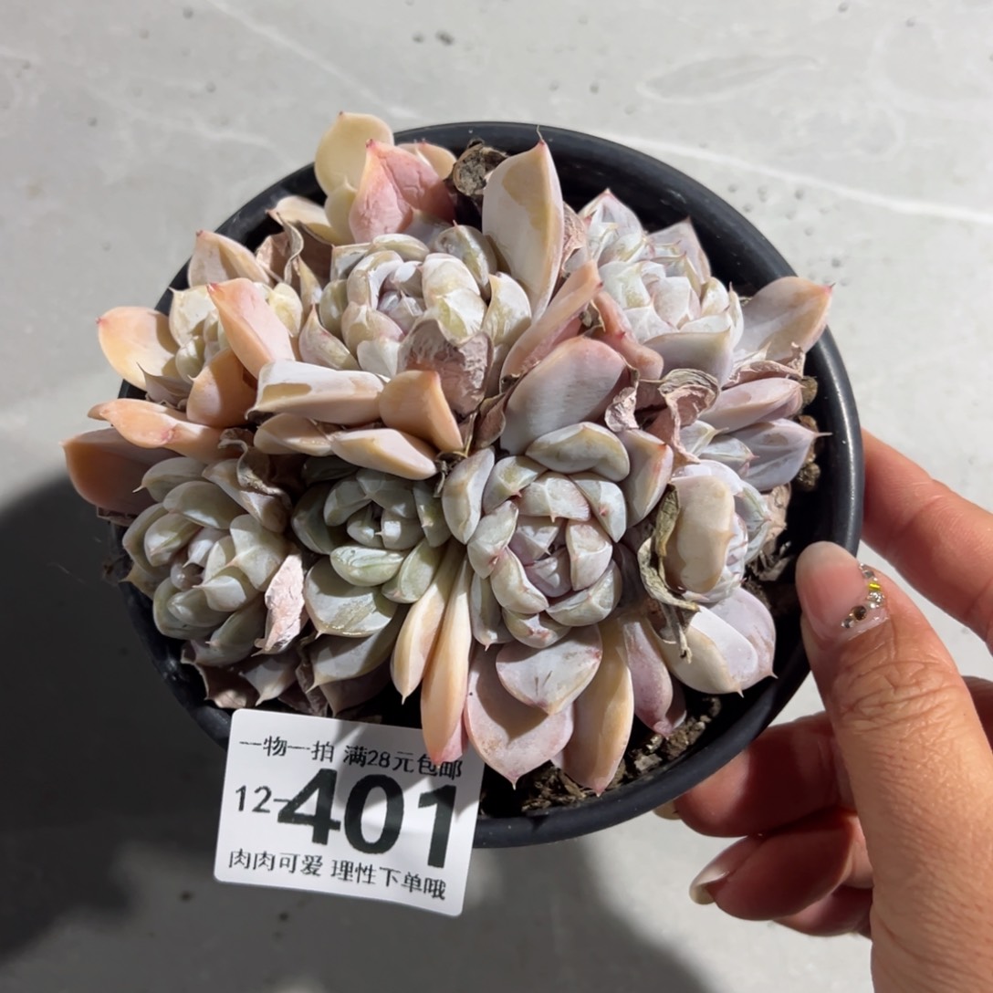 雪兔多肉多肉多肉