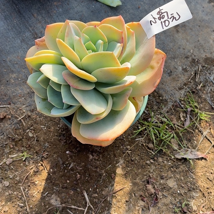 浪***线多肉植物一物一拍小高